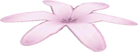 Flower04
