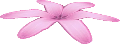 Flower06
