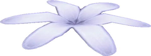 Flower08