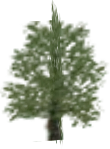 Tree Large