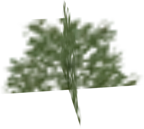 Tree Shrub