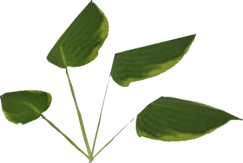Love Death Plant Art