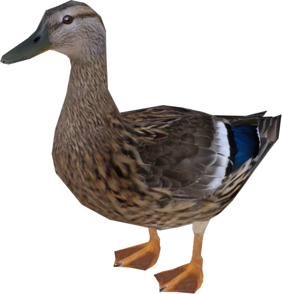 Duck