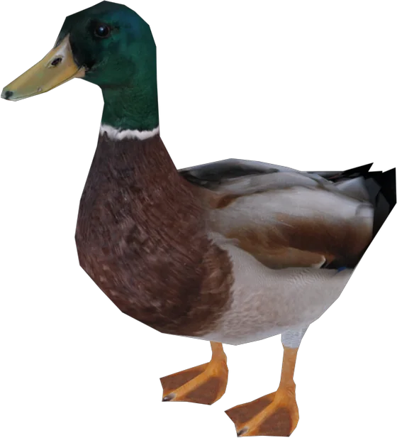 Duck