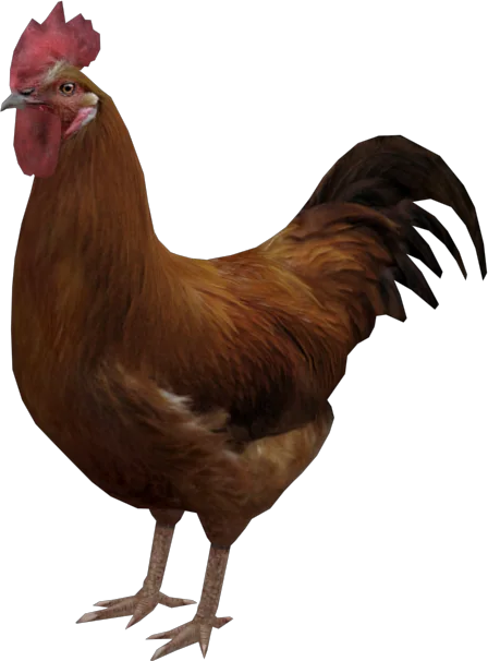 Rooster