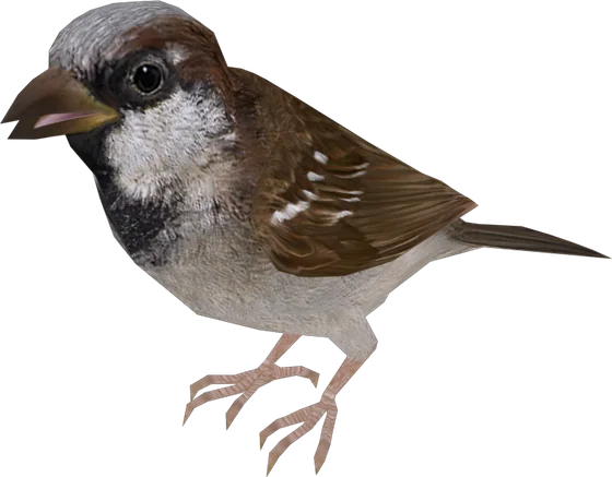 Sparrow