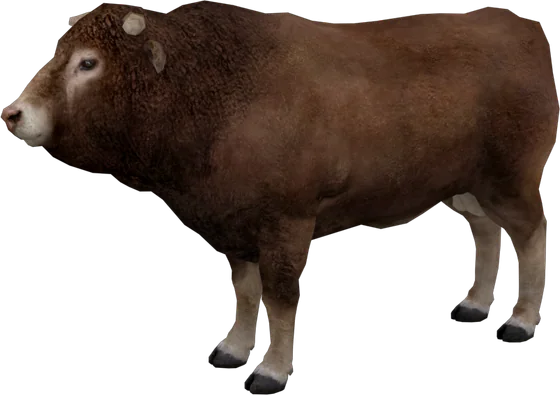 Bull