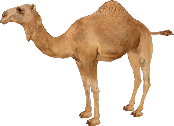 Dromedary Camel