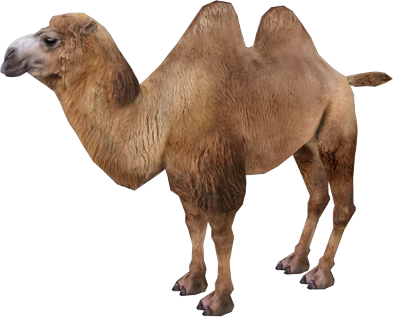 Bactrian Camel