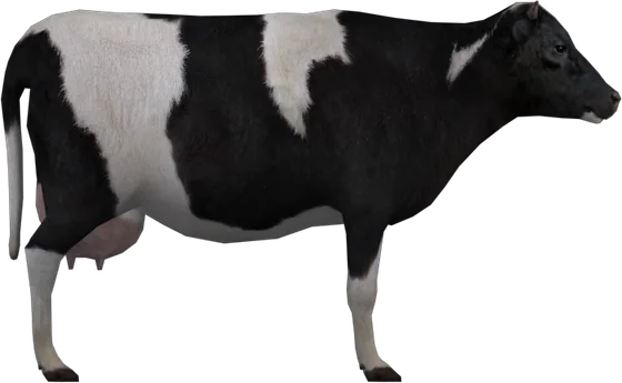 Cow