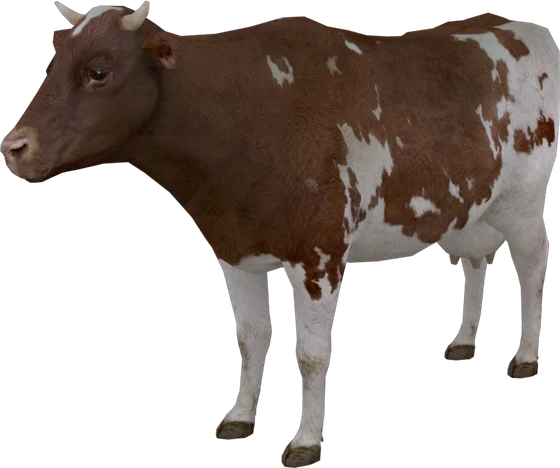Cow
