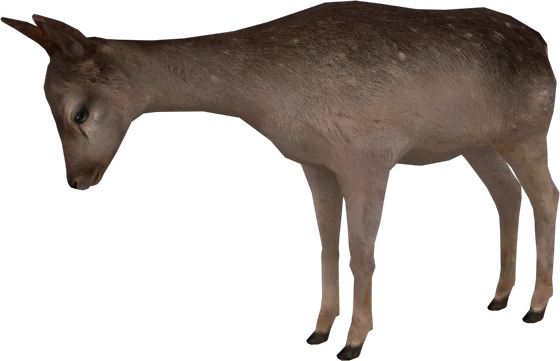 Roe Deer