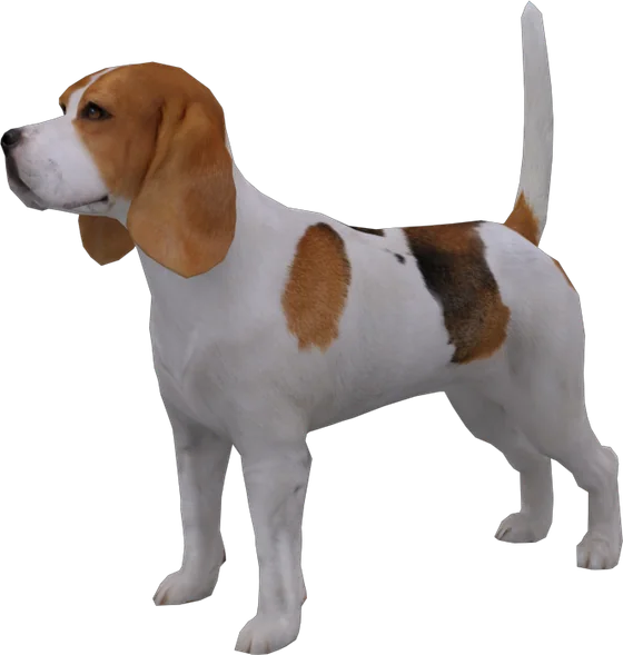 Beagle