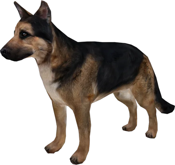 German Shepherd