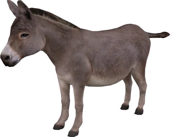 Donkey
