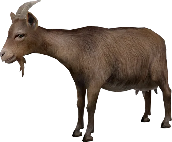 Goat