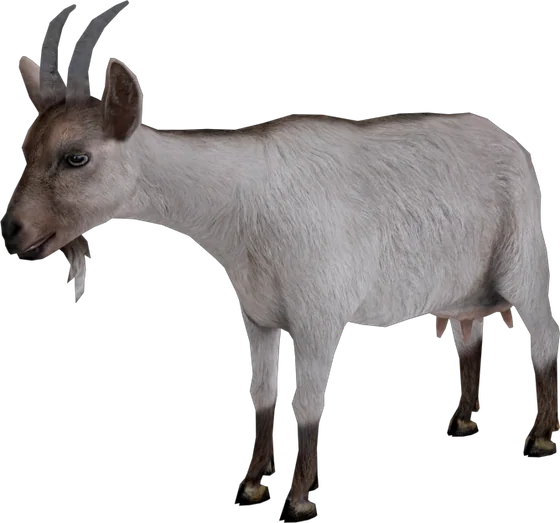 Goat