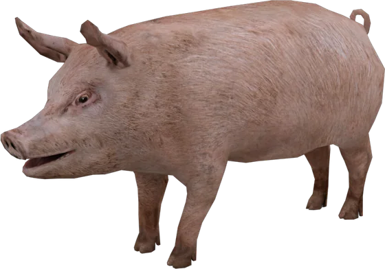 Pig