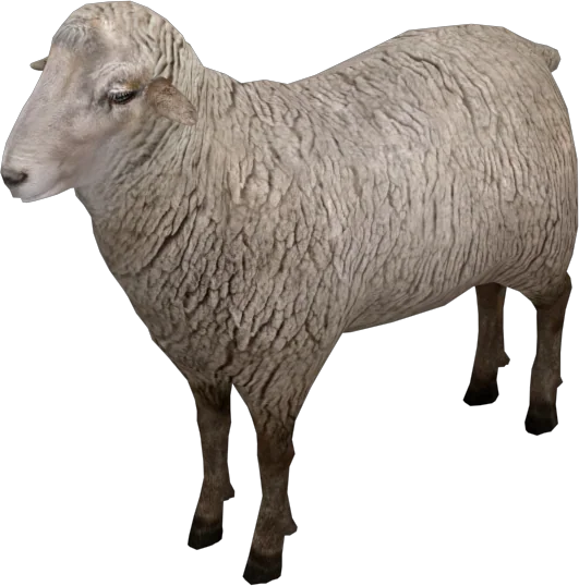 Sheep